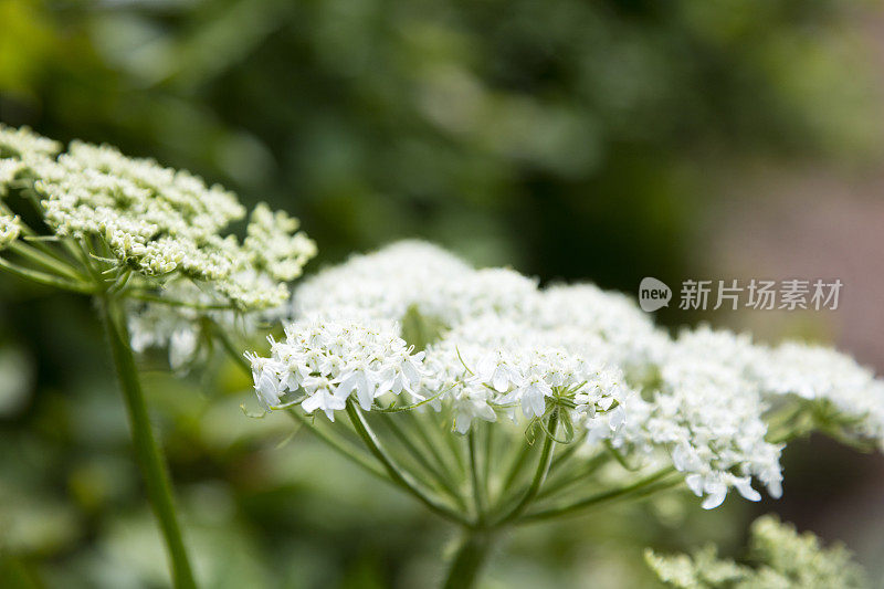 这是一株牛防风草(最大的赫拉克勒姆)的小白花的特写，图为博纳旺蒂尔岛Percé， Gaspésie地区。